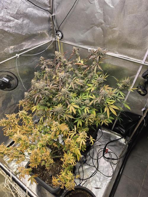 Compound Party. Week 18