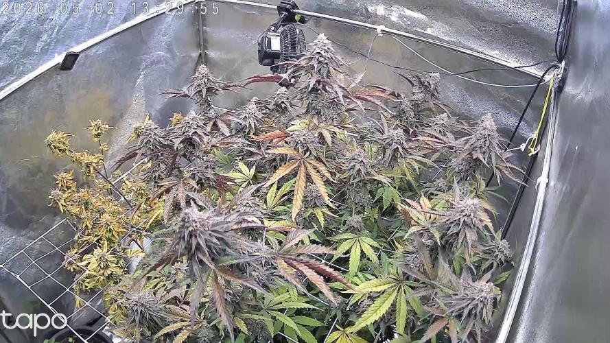 Compound Party. Week 18
