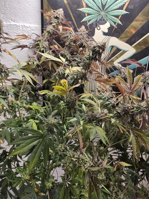 Compound Party. Week 18