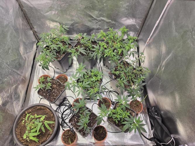 Zupernova Clones. Week 8