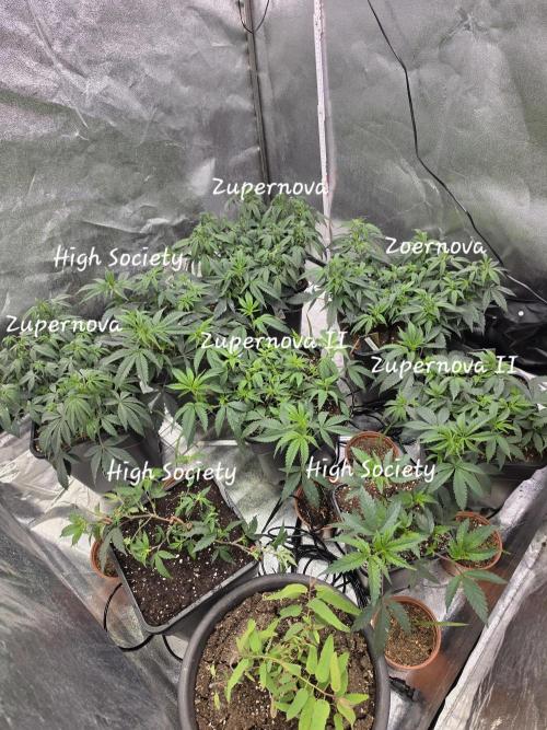 Zupernova Clones. Week 9