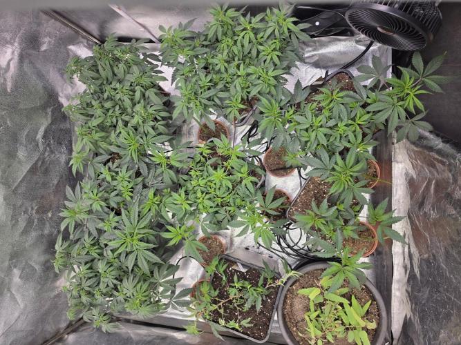 Zupernova Clones. Week 9