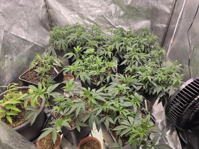 Zupernova Clones. Week 9