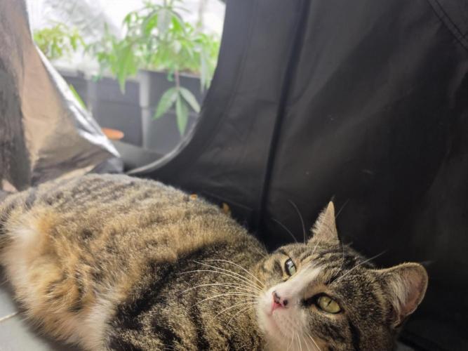 Zupernova Clones. Week 9 - Chillin with my cat and watch growing 