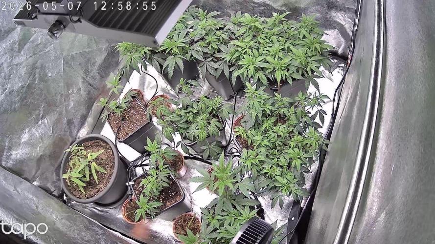 Zupernova Clones. Week 9 - Earlier this week
