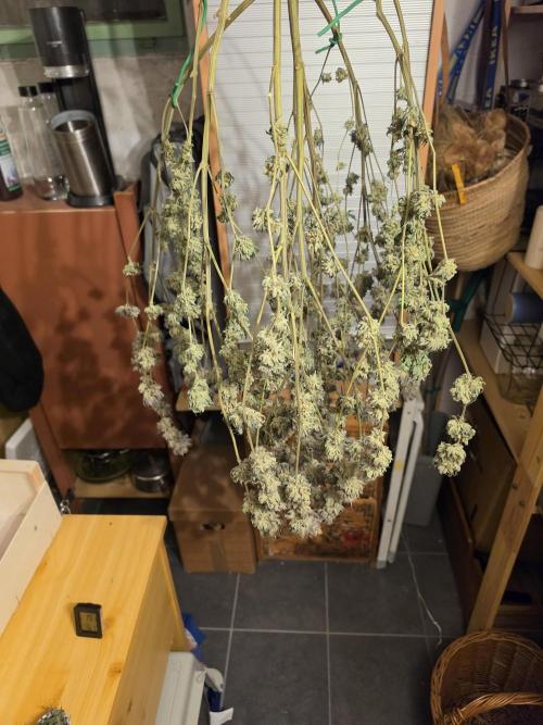 Compound Party. Week 18
