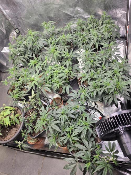 Zupernova Clones. Week 10