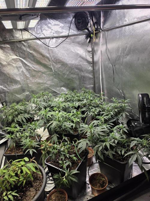 Zupernova Clones. Week 10