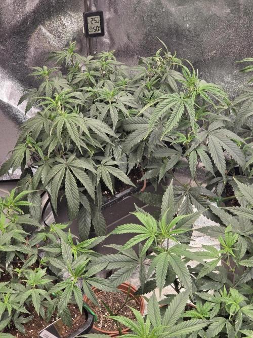 Zupernova Clones. Week 10