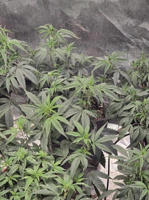 Zupernova Clones. Week 10