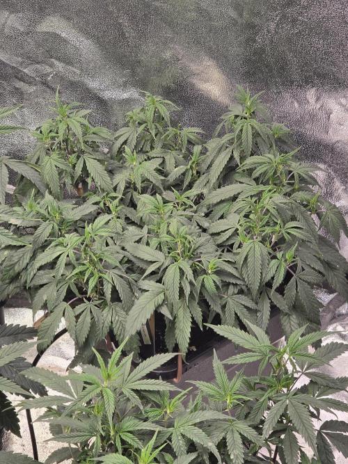 Zupernova Clones. Week 10