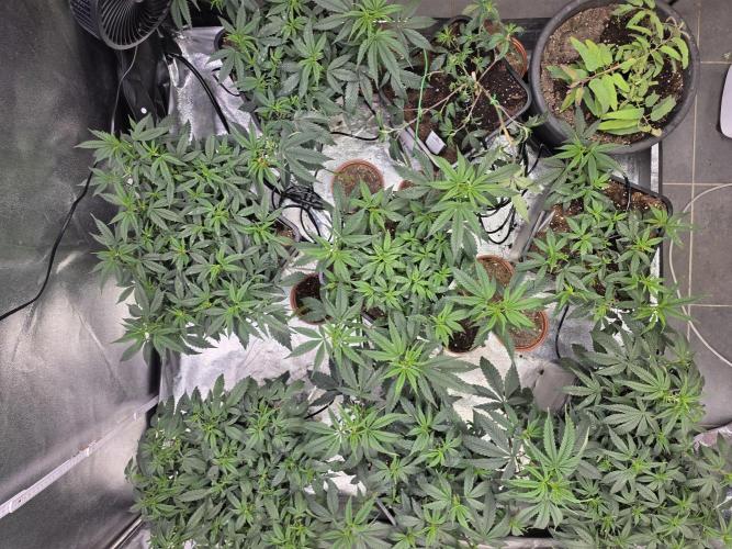 Zupernova Clones. Week 10