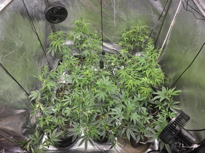 Zupernova Clones. Week 11