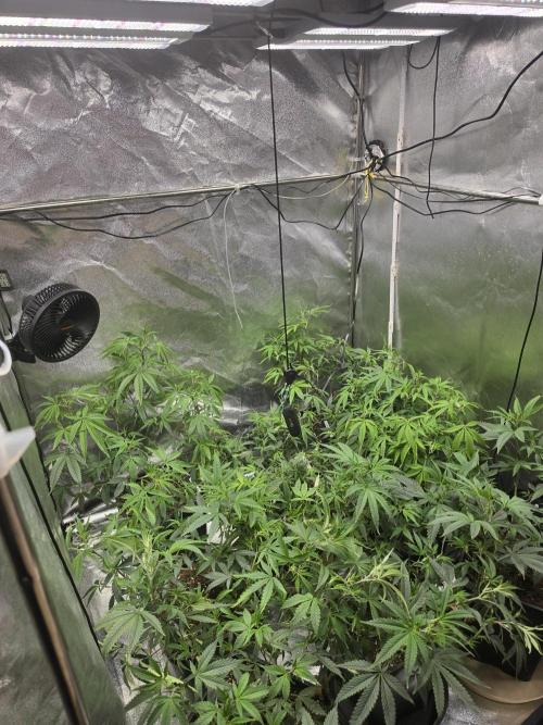 Zupernova Clones. Week 11