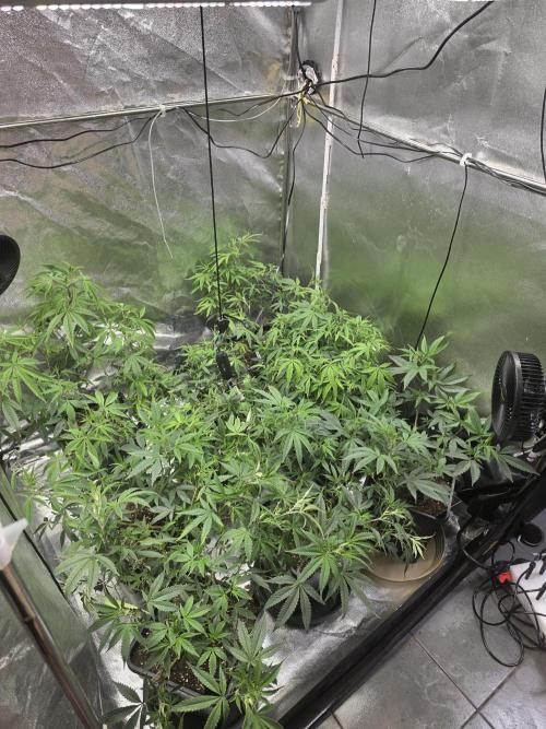 Zupernova Clones. Week 11