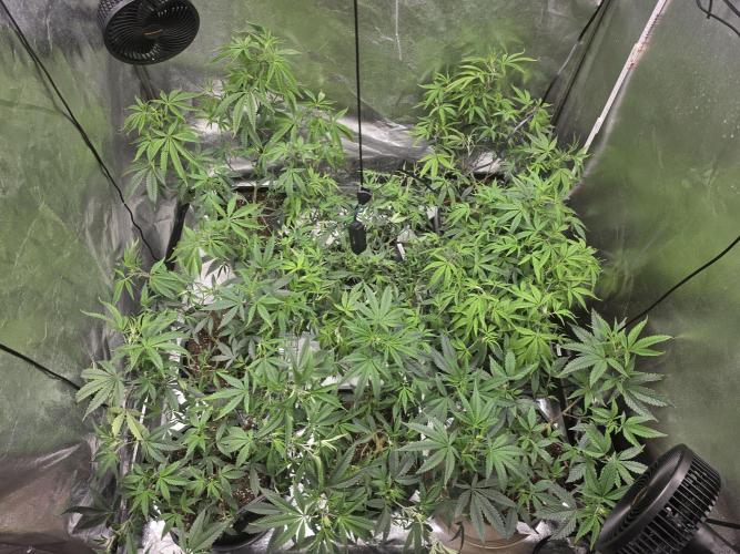 Zupernova Clones. Week 11