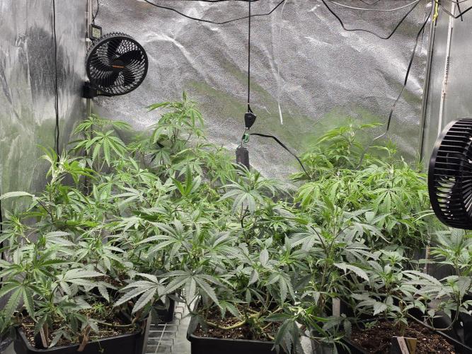 Zupernova Clones. Week 11