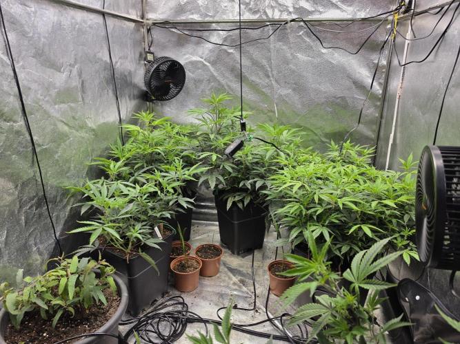 Zupernova Clones. Week 11