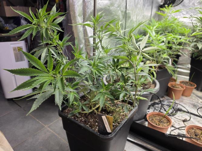 Zupernova Clones. Week 11