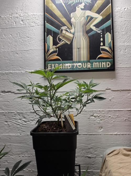 Zupernova Clones. Week 11