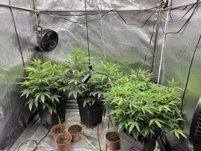 Zupernova Clones. Week 11
