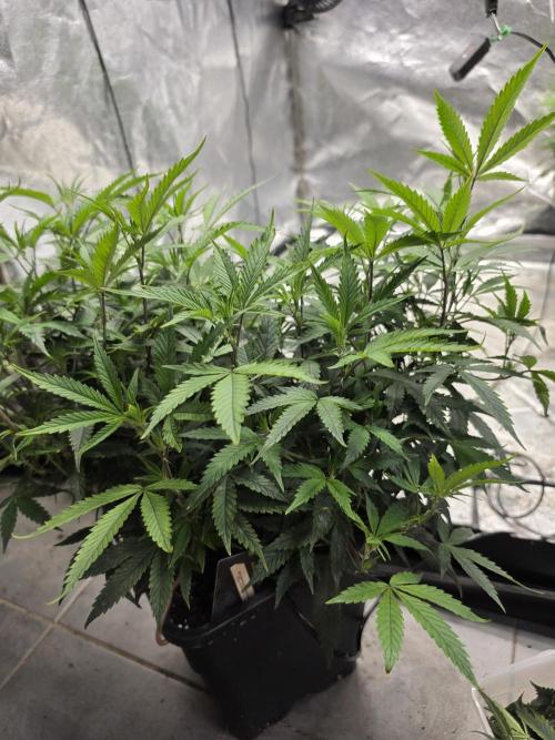 Zupernova Clones. Week 11