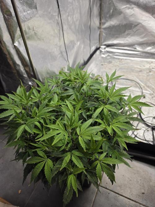 Zupernova Clones. Week 11