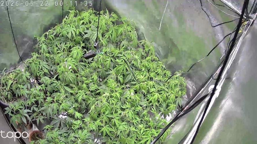 Zupernova Clones. Week 11 - Pic down there are made during the week