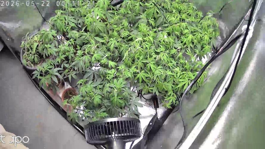 Zupernova Clones. Week 11