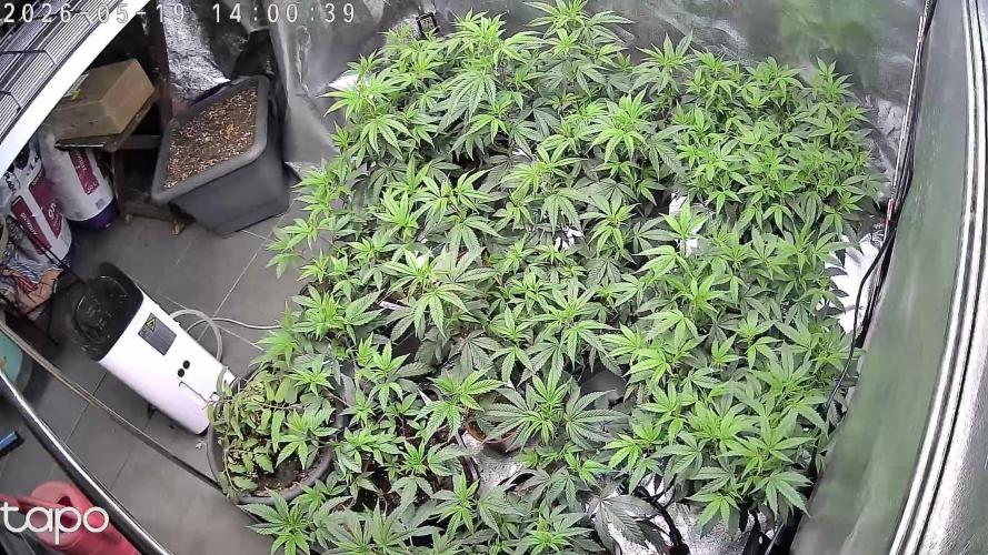 Zupernova Clones. Week 11