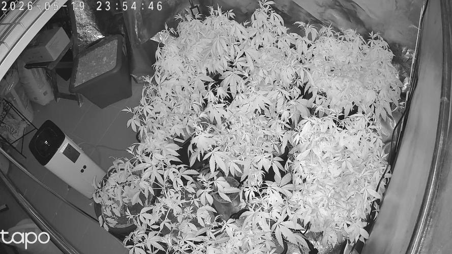 Zupernova Clones. Week 11