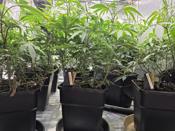 Zupernova Clones. Week 12
