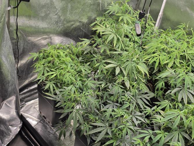 Zupernova Clones. Week 12