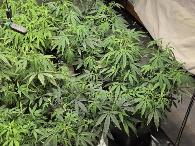 Zupernova Clones. Week 12