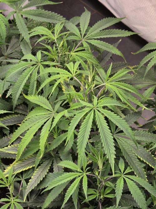 Zupernova Clones. Week 12