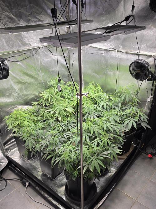 Zupernova Clones. Week 12