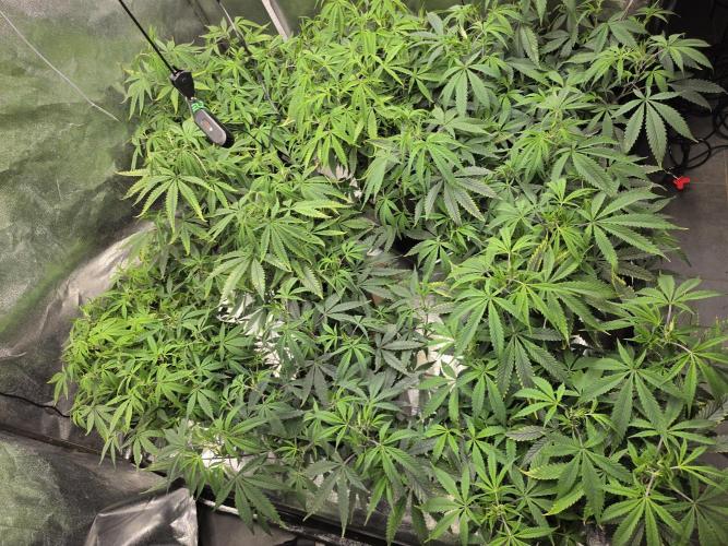 Zupernova Clones. Week 12
