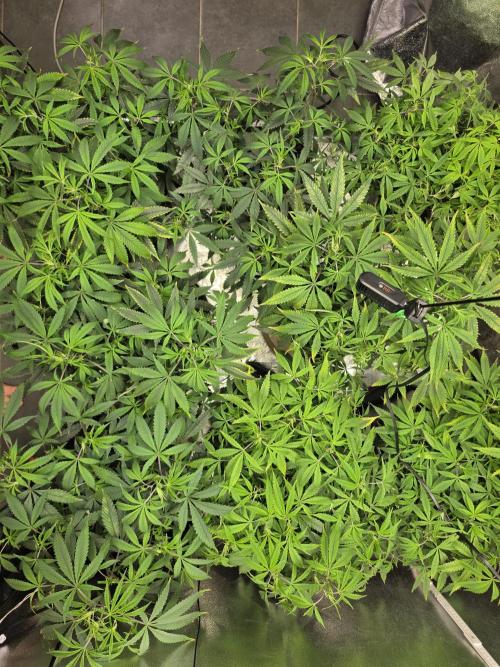 Zupernova Clones. Week 12