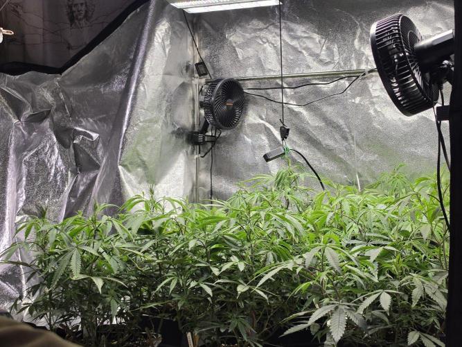 Zupernova Clones. Week 12