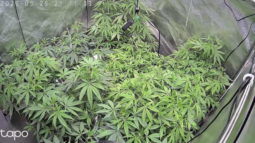 Zupernova Clones. Week 12