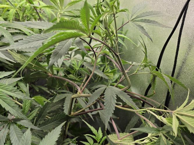 Zupernova Clones. Week 13