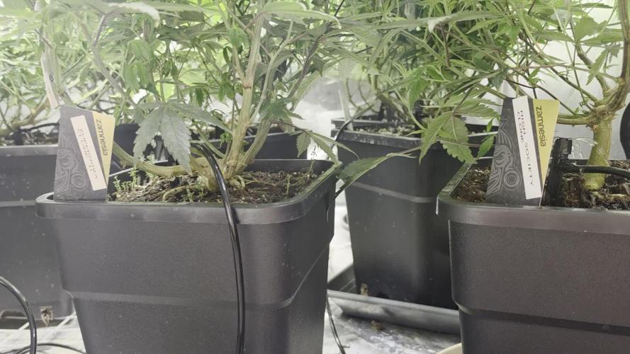 Zupernova Clones