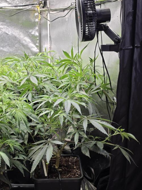 Zupernova Clones. Week 13