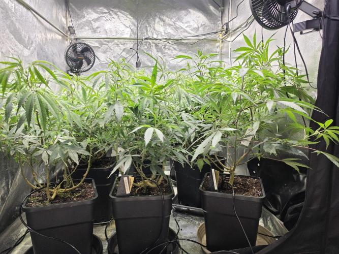 Zupernova Clones. Week 13
