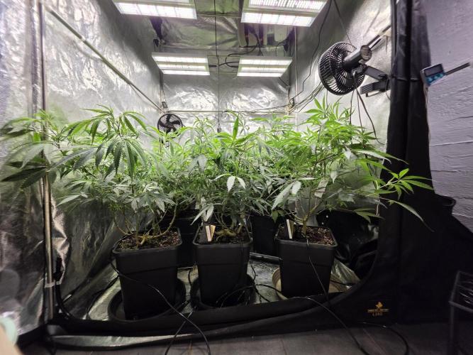 Zupernova Clones. Week 13