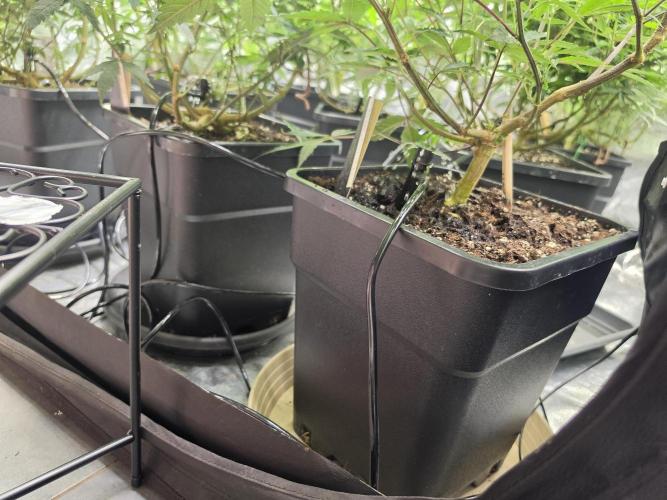 Zupernova Clones. Week 13