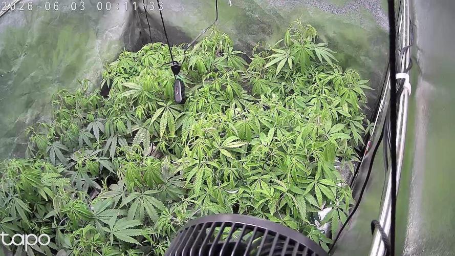 Zupernova Clones. Week 13