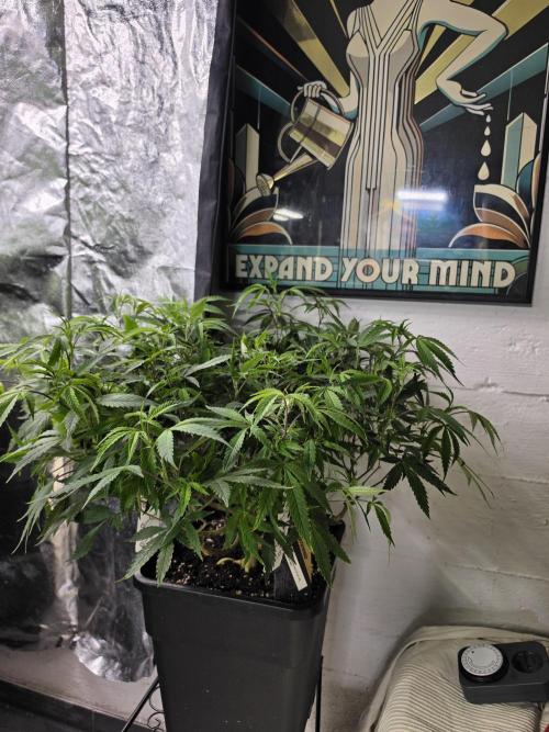 Zupernova Clones. Week 13