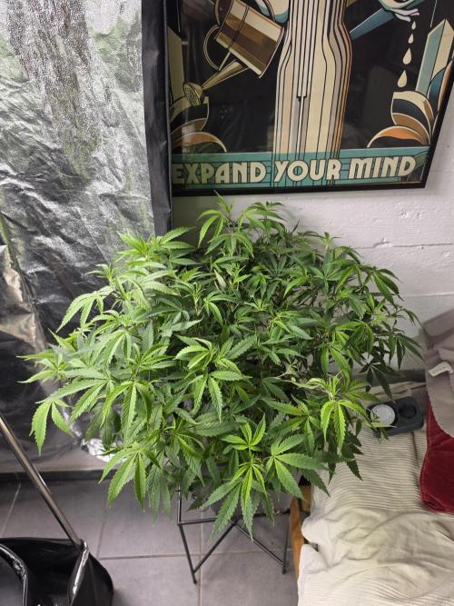 Zupernova Clones. Week 13