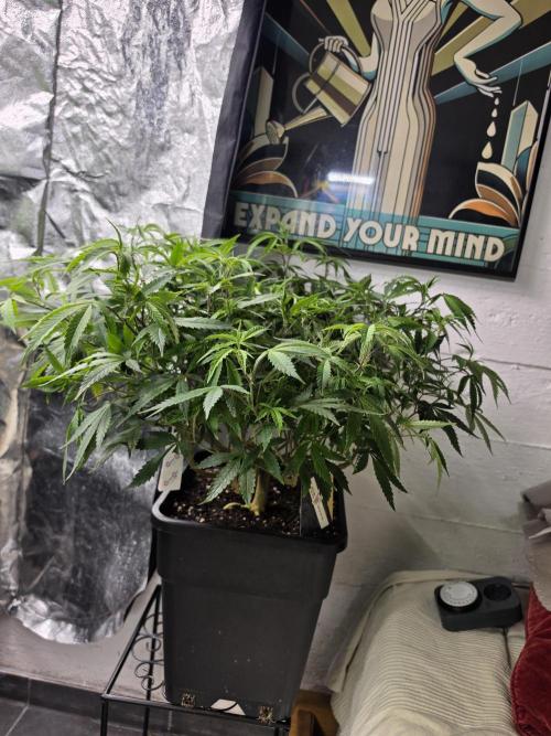 Zupernova Clones. Week 13